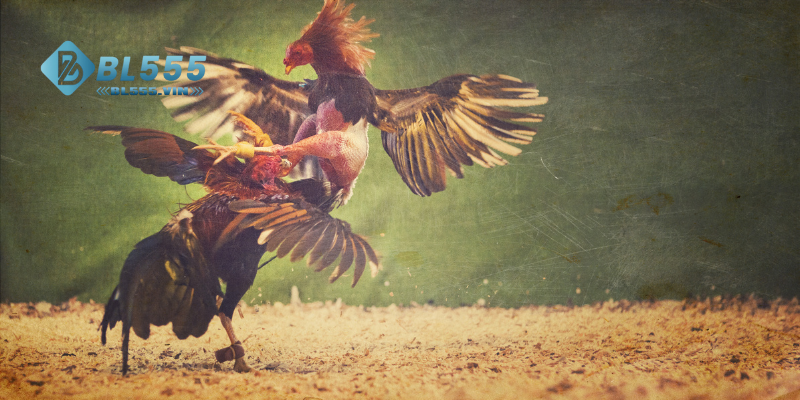 Đá gà BL55