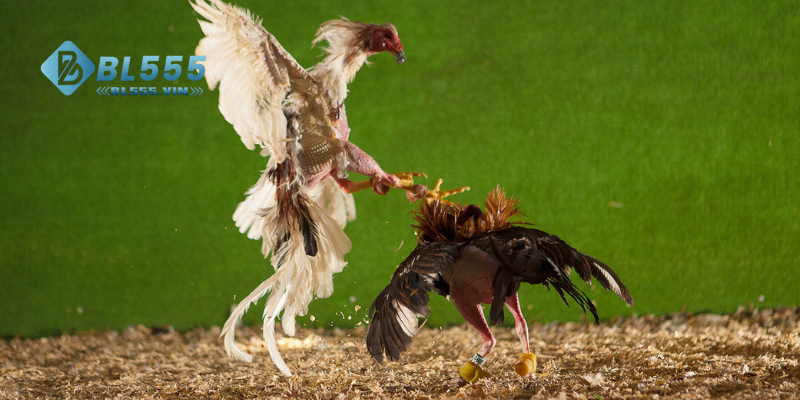 Thể loại đá gà cực hấp dẫn