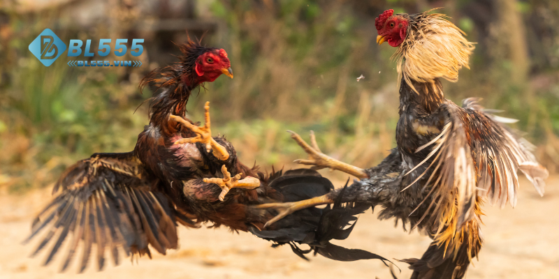 Tham gia nhanh đá gà Thái Lan