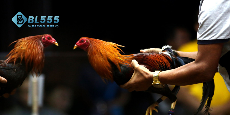 Đổi gió thử cá cược tại đá gà Philippines